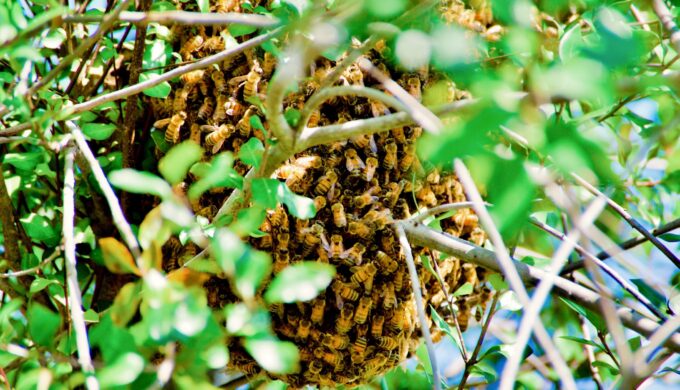Bees Living Inside a Tree Attack and Kill a Texas Man