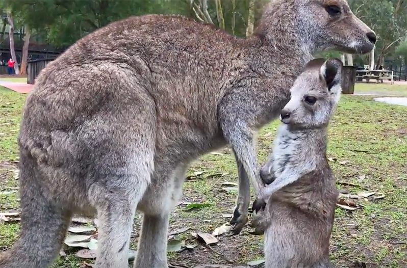 Watch As This Baby Kangaroo Takes Its Triumphant First Hops