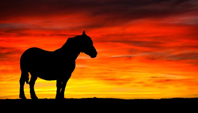 Horse Photography: Tips for Taking an Amazing Photo of Your Best Friend