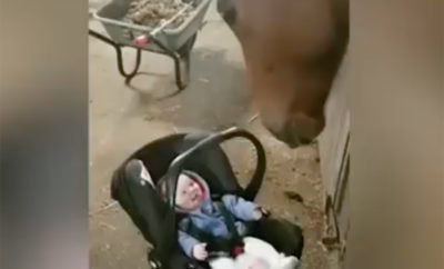 Watch as a Horse Introduces Itself to and Entertains a Curious Baby