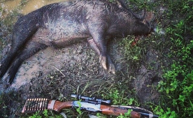 Bringing Home the Bacon: Great Guns for Hog Hunting in Texas