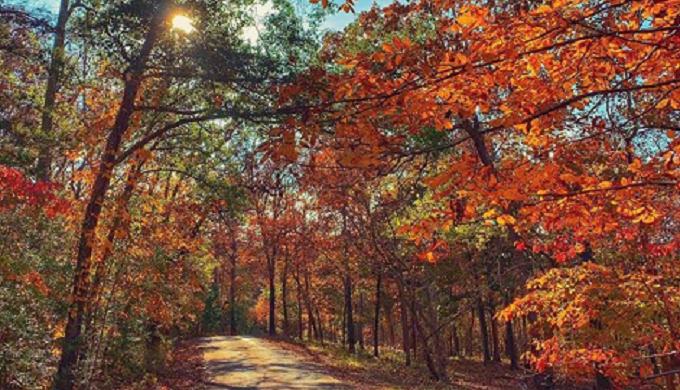 IKEA is Buying Up Thousands of East Texas Forestland Acres