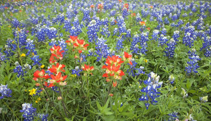 Caussey's Corner: Patches of Blue, a Bluebonnet Legend