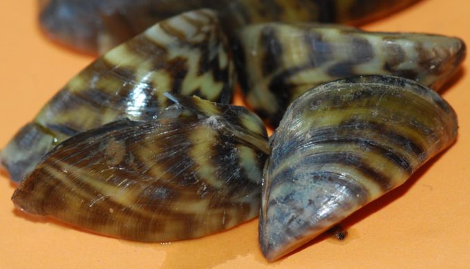 Zebra Mussels Have Invaded Lake LBJ and Lake Pflugerville