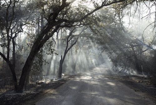 Must See Texas Tree Tunnels Near You: Take a Shaded Stroll Through Natural Beauty