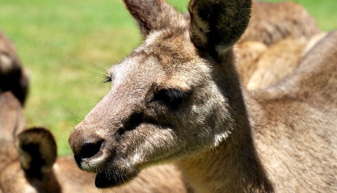 Viewers Jump to Conclusions About Kangaroo Filmed in the Hill Country