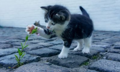 Scientists Have Created a Vaccine for Allergies to Cats