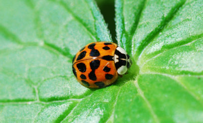 ladybugs