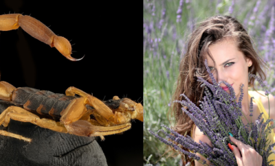 Lavender is the Best Natural Repellent for Scorpions