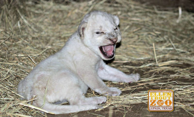 lion cub Lufkin
