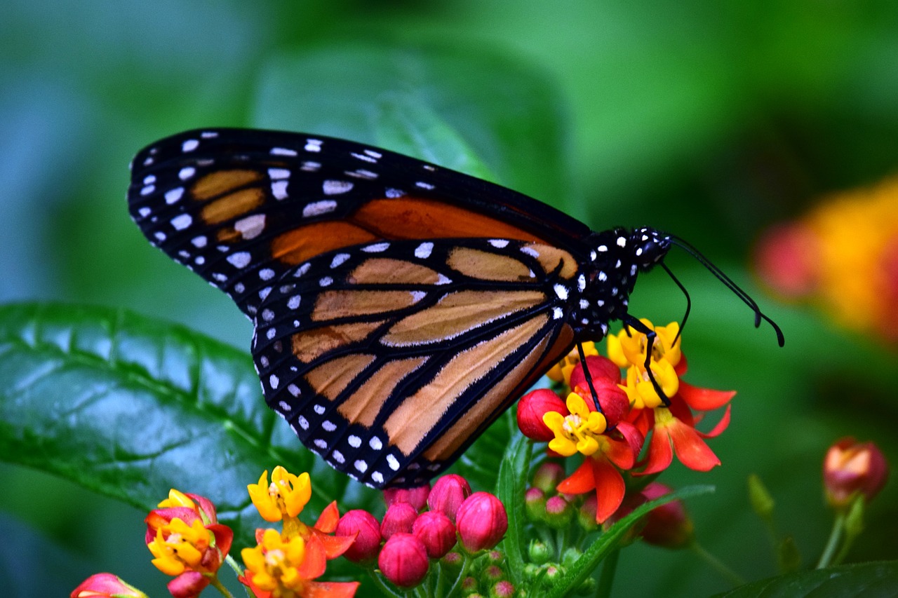 Texas Ranches and Conservationists Partner for the Sake of the Monarch