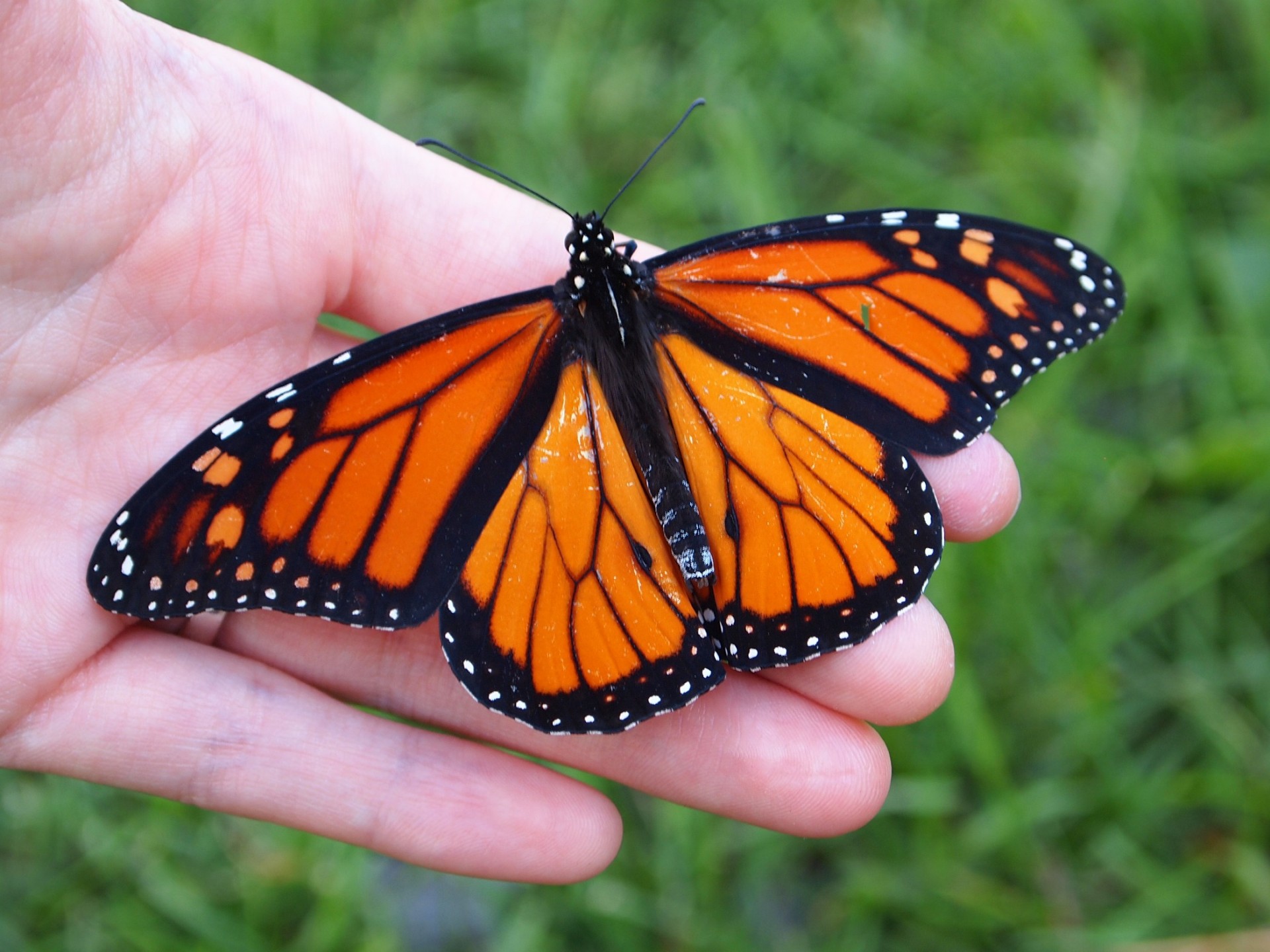 monarch-butterfly-conserve-wildlife-foundation-of-new-jersey