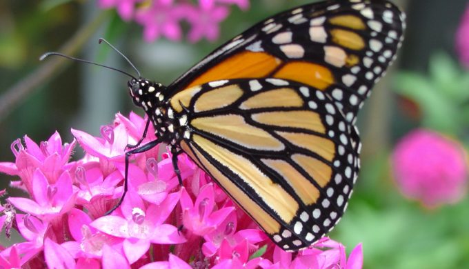 Texas Ranches and Conservationists Partner for the Sake of the Monarch