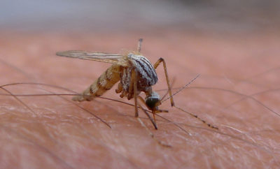 mosquito Zika