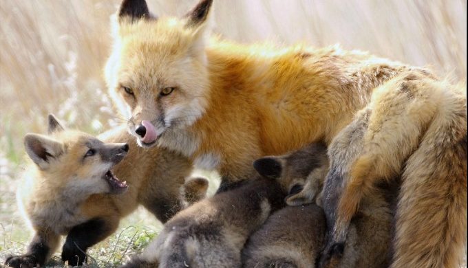 mother fox