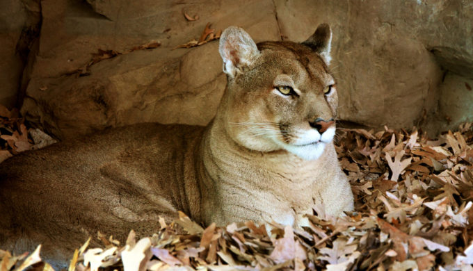 Bold & Brazen Mountain Lion Takes Family Pet From the Side of a Sleeping Child