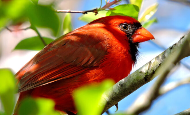 Red Birds Ride the Cresting Wind: Watching a Texas Red Bird