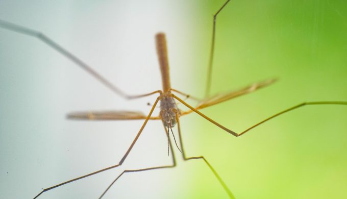 How Did Native Americans Prevent Mosquito Bites?