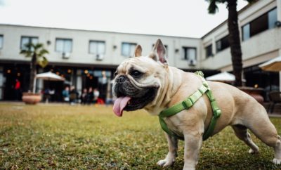 Fredericksburg Pooch Given Top Honors at 2017 National Dog Show