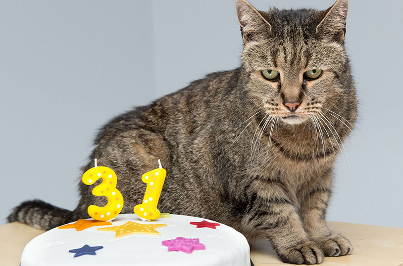 World's Oldest Cat Turns 31YearsOld