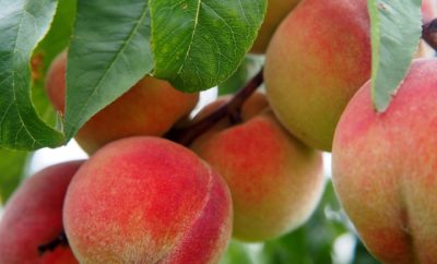 5 Fruit Trees to Start Your Hill Country Backyard Orchard