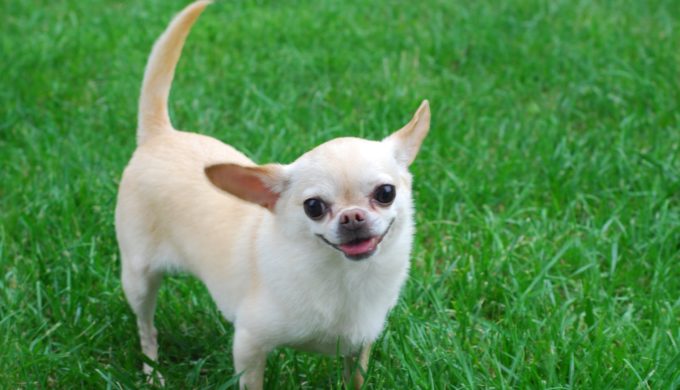 Marshall Set to Host a Crowd-Pleaser With the East Texas Taco Fest