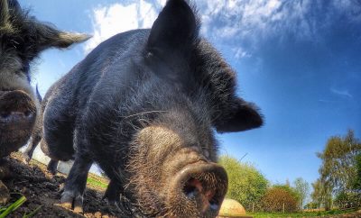 Is Texas Losing the War Against the Wild Hog Population?