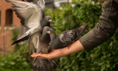 Billy, the Boy Who Loved Pigeons: A Tragic Texas Tale