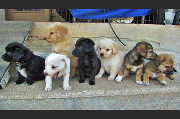 Photo Credit: Texas Humane Heroes