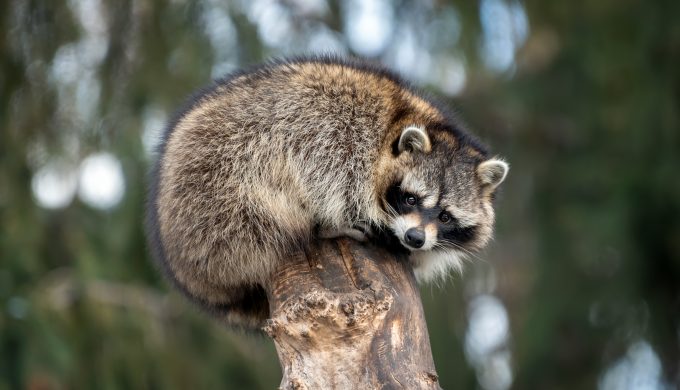 Clarence the Coon Comes Calling: A Texas Tale of a Friendly Raccoon