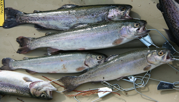 Stringer full of rainbow trout : r/troutfishing