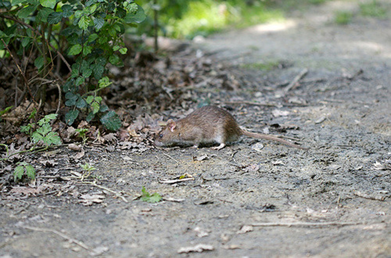 Texas Cities Move Up the List of Cities With Rat Problems