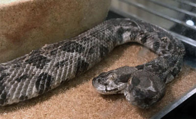 rattlesnake