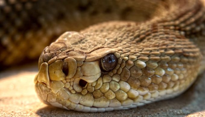 Texas Man Accused of Biting Off a Rattlesnake's Rattle and Hiding the Snake in Neighbor's RV