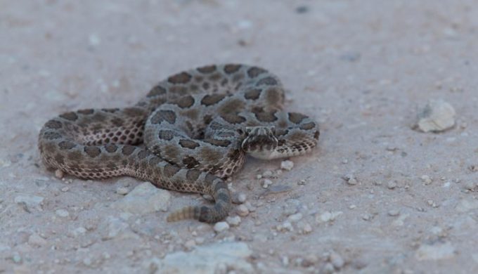 Rattler Comes Through West Texas Toilet: Gives New Meaning to Snaking a Drain…