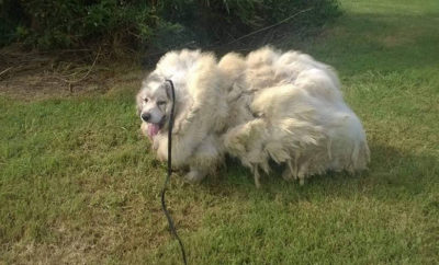 Forgotten Dog Loses 35-Pounds of Hair and Gains a New Life