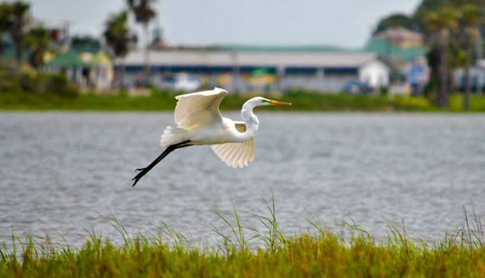 Rockport birds