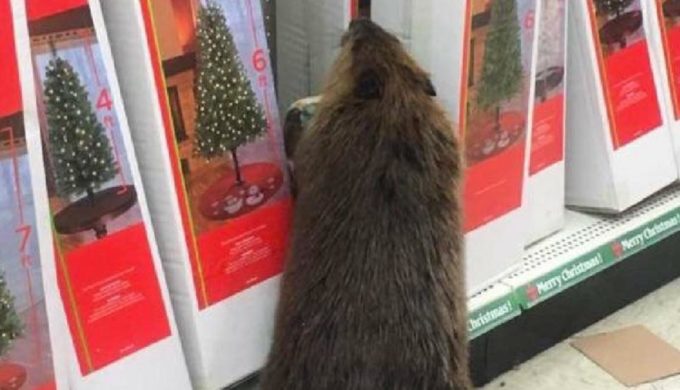 Beaver Caught Christmas Shopping: Who Gives a Dam?