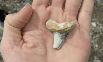 shark tooth