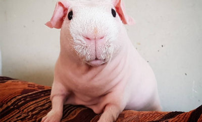 skinny pig