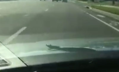 snake