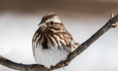 Caussey's Corner: The Beat of a Texas Sparrow's Heart