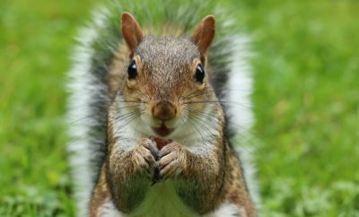 Squirrel Reportedly Tugs on Woman’s Pants to Get Help