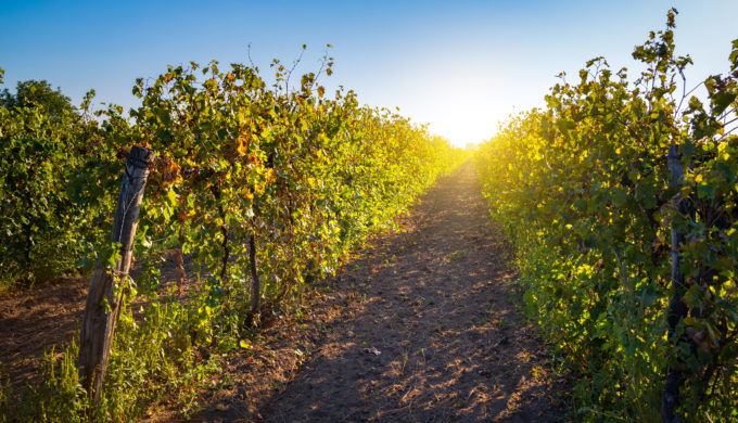 Sunny vineyard landscape