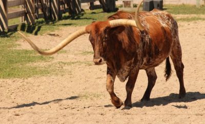 Texas Longhorn Holds Record for Largest Horn Span at Over 11 Feet!