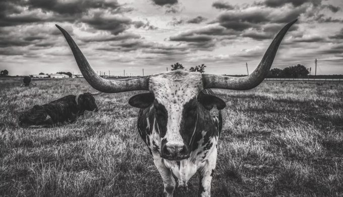 Texas Longhorn Holds Record for Largest Horn Span at Over 11 Feet!