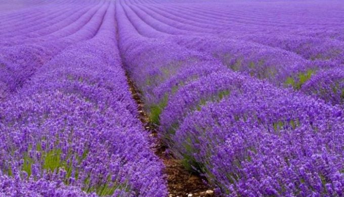 Lavender Fields (Not Strawberry) Forever in the Texas Hill Country