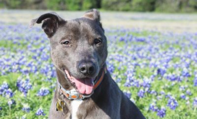 Do You Know What was Named the Official Dog Breed of Texas?