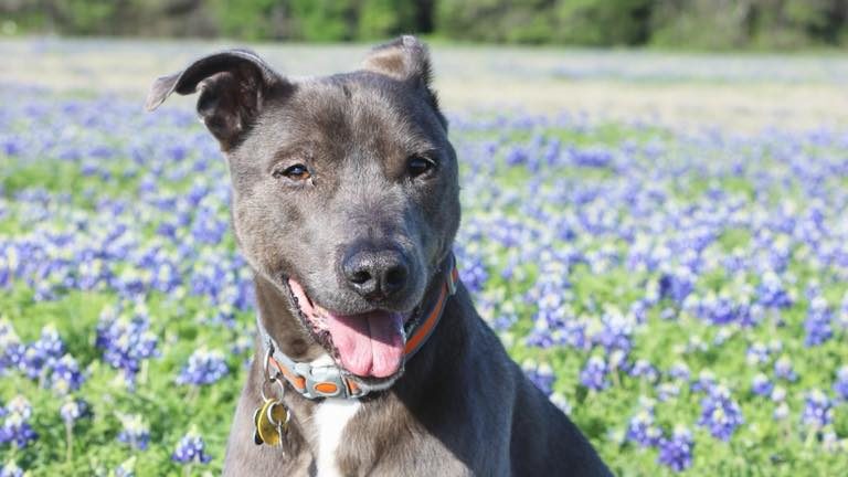 Do You Know What was Named the Official Dog Breed of Texas?