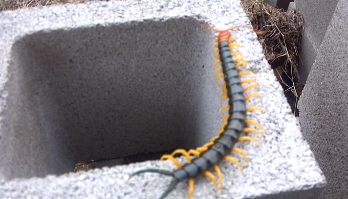 This Huge Centipede Was Spotted in Texas Hill Country [VIDEO]